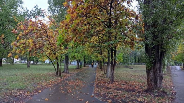 В Саратове на центральных улицах высадят 435 деревьев В Саратове на центральных улицах высадят 435 деревьев