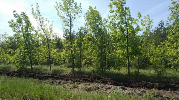 В трех районах Саратовской области начали высаживать лес В трех районах Саратовской области начали высаживать лес