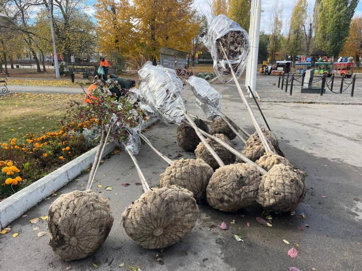 В Саратове в сквере «Дружба народов» восстанавливают аллею В Саратове в сквере «Дружба народов» восстанавливают аллею