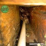 В центре Саратова из жилого дома извлекли узорчатого полоза В центре Саратова из жилого дома извлекли узорчатого полоза