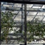 Саратовским журналистам и градозащитникам показали уникальные растения в Ботаническом саду