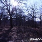 Саратовским журналистам и градозащитникам показали уникальные растения в Ботаническом саду