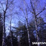 Саратовским журналистам и градозащитникам показали уникальные растения в Ботаническом саду