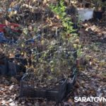 Саратовским журналистам и градозащитникам показали уникальные растения в Ботаническом саду