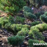 Саратовским журналистам и градозащитникам показали уникальные растения в Ботаническом саду