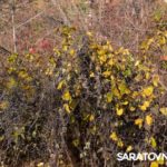 Саратовским журналистам и градозащитникам показали уникальные растения в Ботаническом саду