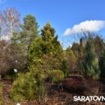 Саратовским журналистам и градозащитникам показали уникальные растения в Ботаническом саду