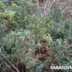 Саратовским журналистам и градозащитникам показали уникальные растения в Ботаническом саду