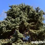 Саратовским журналистам и градозащитникам показали уникальные растения в Ботаническом саду