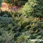 Саратовским журналистам и градозащитникам показали уникальные растения в Ботаническом саду