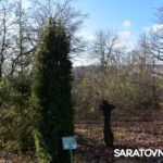 Саратовским журналистам и градозащитникам показали уникальные растения в Ботаническом саду