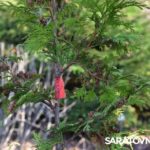 Саратовским журналистам и градозащитникам показали уникальные растения в Ботаническом саду