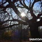 Саратовским журналистам и градозащитникам показали уникальные растения в Ботаническом саду