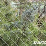 В Саратове открылся обновлённый Ботанический сад СГУ: фото