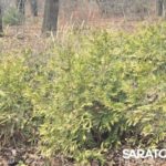 В Саратове открылся обновлённый Ботанический сад СГУ: фото