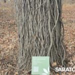 В Саратове открылся обновлённый Ботанический сад СГУ: фото