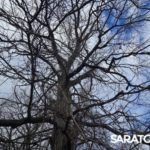 В Саратове открылся обновлённый Ботанический сад СГУ: фото