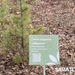 В Саратове открылся обновлённый Ботанический сад СГУ: фото