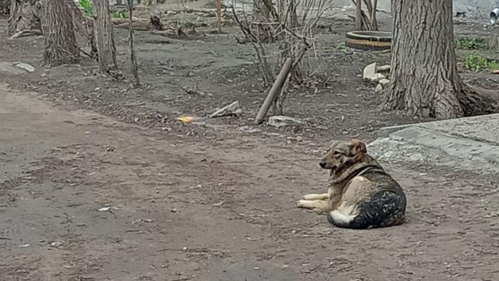 В Саратове возбудили дело о халатности после нападения бродячей собаки на женщину В Саратове возбудили дело о халатности после нападения бродячей собаки на женщину