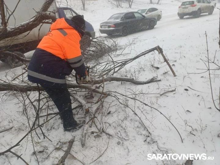 В Саратове ветер свалил 30 деревьев В Саратове ветер свалил 30 деревьев