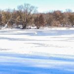 В Татищево спасли лебедя, оставшегося на замёрзшем пруду В Татищево спасли лебедя, оставшегося на замёрзшем пруду