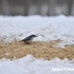 От одного заказника до сотни: как в Саратовской области спасают тюльпанные степи и дроф От одного заказника до сотни: как в Саратовской области спасают тюльпанные степи и дроф