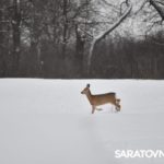 От одного заказника до сотни: как в Саратовской области спасают тюльпанные степи и дроф От одного заказника до сотни: как в Саратовской области спасают тюльпанные степи и дроф
