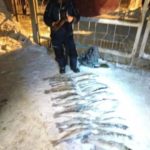 За новогодние праздники в Саратовской области было выявлено 58 рыбаков браконьеров
