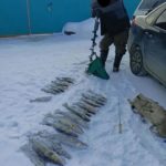 600 метров сетей, 9 машин, 4 уголовных дела: этим закончились рейды рыбоохраны под Саратовом