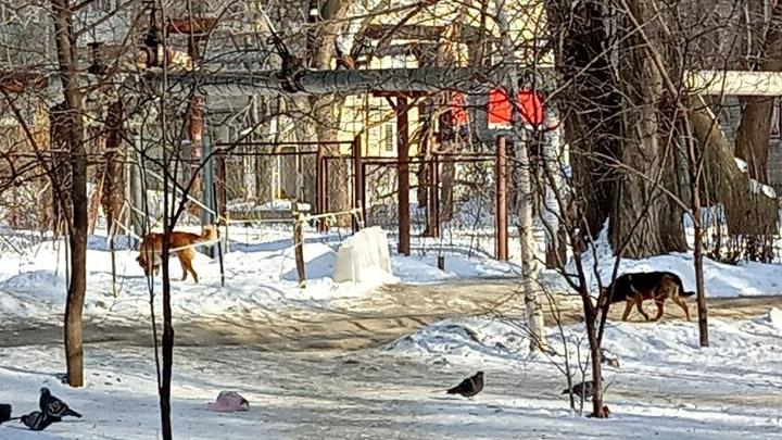Стало известно, сколько заплатят за отлов и содержание одной дворняги во Фрунзенском районе Стало известно, сколько заплатят за отлов и содержание одной дворняги во Фрунзенском районе
