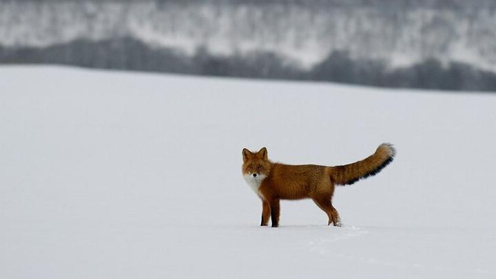 В Саратовской области охотники сдали 497 лисиц — программа выплат выполнена на 40% В Саратовской области охотники сдали 497 лисиц — программа выплат выполнена на 40%