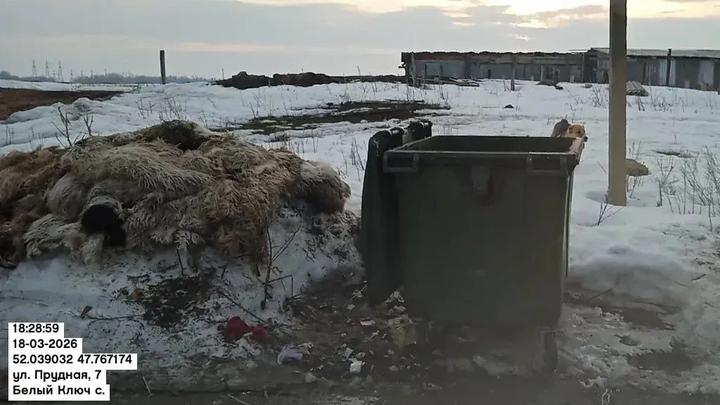 Жителей Саратовской области напугала странная находка на свалке Жителей Саратовской области напугала странная находка на свалке