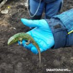 Ветеринары нашли живую зеленую ящерицу в шерсти овцы на ферме в Балтайском районе Ветеринары нашли живую зеленую ящерицу в шерсти овцы на ферме в Балтайском районе