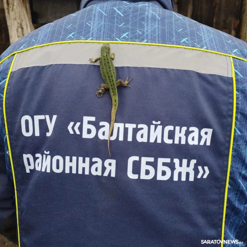 Ветеринары нашли живую зеленую ящерицу в шерсти овцы на ферме в Балтайском районе Ветеринары нашли живую зеленую ящерицу в шерсти овцы на ферме в Балтайском районе