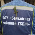 Ветеринары нашли живую зеленую ящерицу в шерсти овцы на ферме в Балтайском районе Ветеринары нашли живую зеленую ящерицу в шерсти овцы на ферме в Балтайском районе