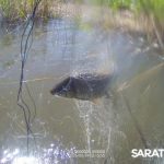 Браконьерские сети убрали с волжских водоёмов: за три дня — 400 кг спасённой рыбы Браконьерские сети убрали с волжских водоёмов: за три дня — 400 кг спасённой рыбы