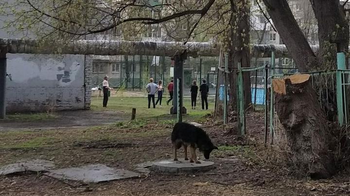 В Саратове возбудили дело о халатности после укуса ребенка бродячей собакой В Саратове возбудили дело о халатности после укуса ребенка бродячей собакой