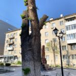 Вязы после радикальной обрезки «на столб».
