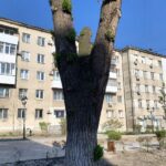 Вязы после радикальной обрезки «на столб».