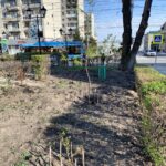 Вязы после радикальной обрезки «на столб».
