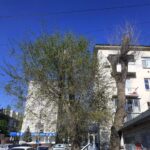Вязы после радикальной обрезки «на столб».