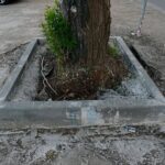 В Юбилейном дерево заковали в бетонный «круг»