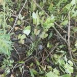 На саратовской трасе поймали наркоторговца
