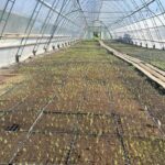 1,6 тысячи гектаров леса высадили весной в Саратовской области 1,6 тысячи гектаров леса высадили весной в Саратовской области