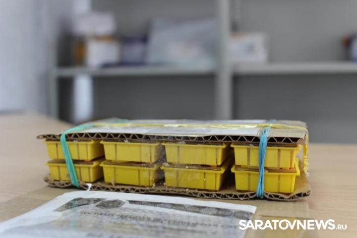 Саратовцы стали получать по почте пчел в посылках Саратовцы стали получать по почте пчел в посылках
