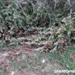 Порыв ветра в центре Энгельса сломал ель