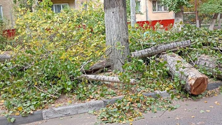 Раскидистый тополь рухнул в Волжском районе Саратова Раскидистый тополь рухнул в Волжском районе Саратова