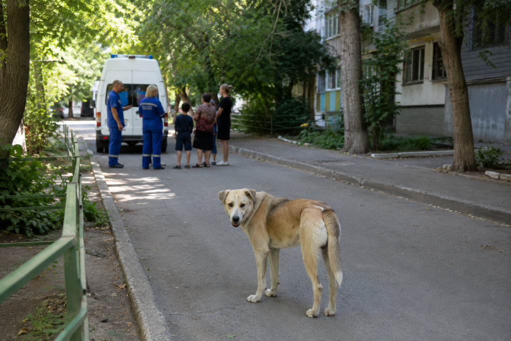 В Саратове собака покусала двух детей на одной улице