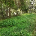 Растения на саратовских клумбах страдают из-за чрезмерного полива Растения на саратовских клумбах страдают из-за чрезмерного полива