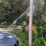 Растения на саратовских клумбах страдают из-за чрезмерного полива Растения на саратовских клумбах страдают из-за чрезмерного полива